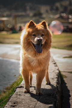 Chow Chow