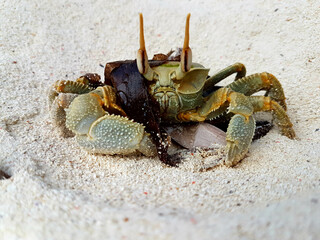 Close up crab is hiding behind a leaf on Zanzibar beach Tanzania