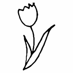 Doodle sketch hand drawn cartoon tulip black outline on a white background. Vector illustration for wedding design, greeting card.