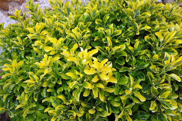 Euonymus close up. Green and yellow leaves