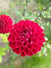 red dahlia flower