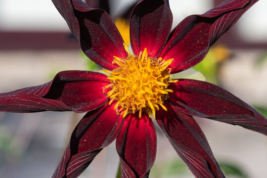 Close up of a Verrones obsidian dahlia in bloom