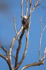 Mature Bald Eagles at the Loess Bluffs National Wildlife refuge (AKA Squaw Creek National Wildlife Refuge) located in NE Missouri near Mound City