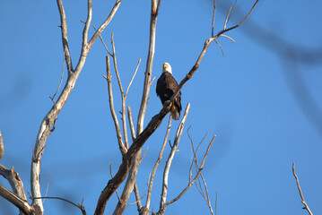 Mature Bald Eagles at the Loess Bluffs National Wildlife refuge (AKA Squaw Creek National Wildlife Refuge) located in NE Missouri near Mound City