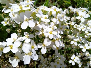 white flowers