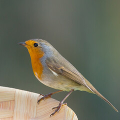 Rouge gorge