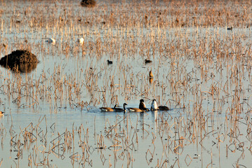 Loess Bluffs National Wildlife refuge (AKA Squaw Creek National Wildlife Refuge) located in NE...