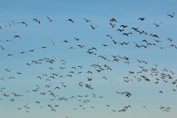 Loess Bluffs National Wildlife refuge (AKA Squaw Creek National Wildlife Refuge) located in NE Missouri near Mound City