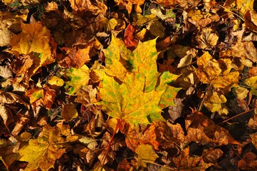 Manor - in Russian architecture, a separate settlement, a complex of residential, utility, park and other buildings, as well as, as a rule, a manor park that make up a single whole.