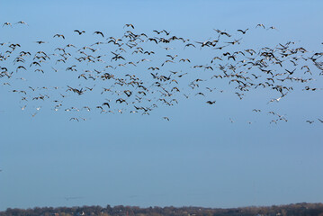 Loess Bluffs National Wildlife refuge (AKA Squaw Creek National Wildlife Refuge) located in NE Missouri near Mound City