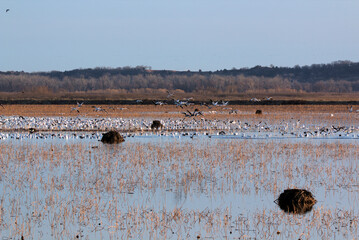 Loess Bluffs National Wildlife refuge (AKA Squaw Creek National Wildlife Refuge) located in NE...
