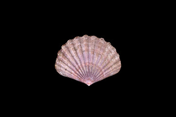 beautiful sea shell isolated on a black background