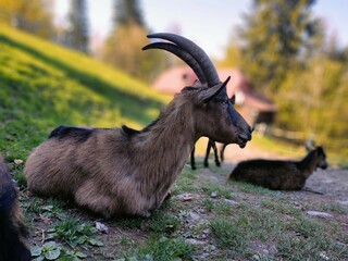 Goat animals on the farm od in the nature. Slovakia