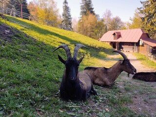 Goat animals on the farm od in the nature. Slovakia