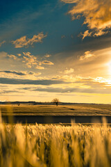 Fototapeta na wymiar sunset in cereal field