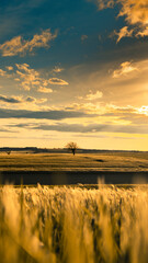 Fototapeta na wymiar Sunset in cereal field