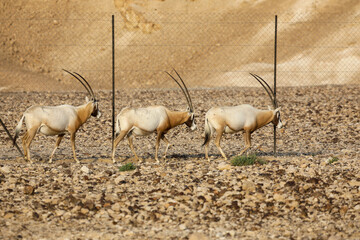 herd of scimitar horned oryx, Oryx dammah, walking trough the scares scrubs in the desert. High...
