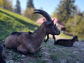 Goat animals on the farm od in the nature. Slovakia