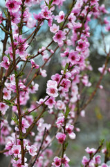 A peach blossoms on a tree branch