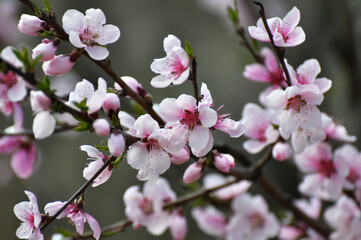 Obraz na płótnie Canvas A peach blossoms on a tree branch