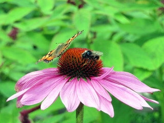 butterfly and a bea on echinacea