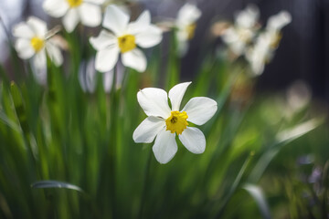 Spring flowers. White daffodils (narcissus) with a yellow middle close-up on a blurry background with a place to copy the text.