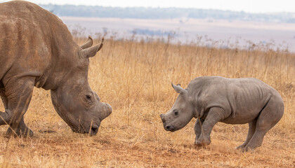 Fototapeta premium White rhino with calf, South Africa