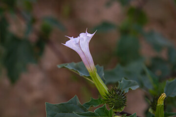 Fototapeta na wymiar Datura stramonium trumpet-shaped flower