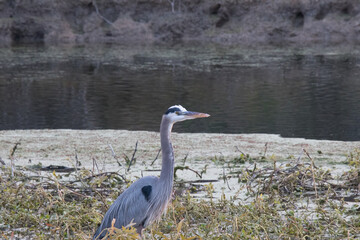 heron next to the water