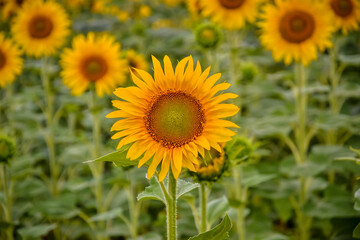 blooming sunflower in the field