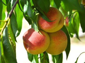 On the tree branch ripe peach fruits