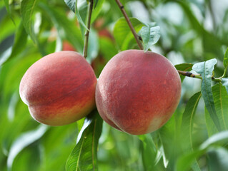 On the tree branch ripe peach fruits