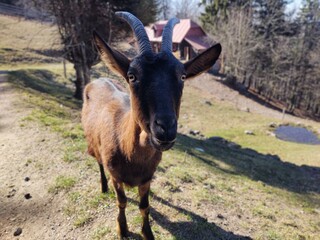 Goat animals on the farm od in the nature. Slovakia