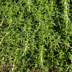 Obraz premium Full frame close-up view of fresh green rosemary plants