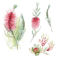 watercolor australian flowers set. - 484981799