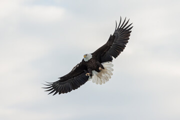 Obraz premium The bald eagle (Haliaeetus leucocephalus) in flight