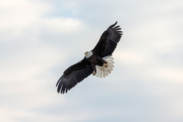 The bald eagle (Haliaeetus leucocephalus) in flight