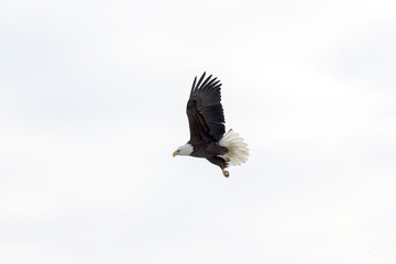 The bald eagle (Haliaeetus leucocephalus) in flight