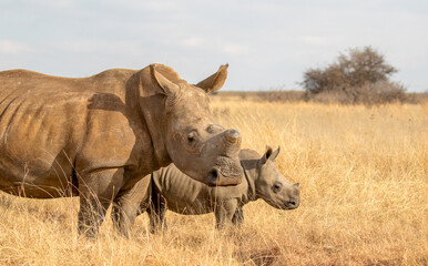 Obraz premium White rhino with calf, South Africa