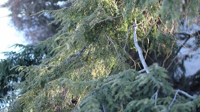 Wide branches of a coniferous plant