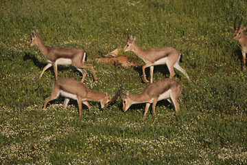 Duel of gazelles about the visiting female. High quality photo