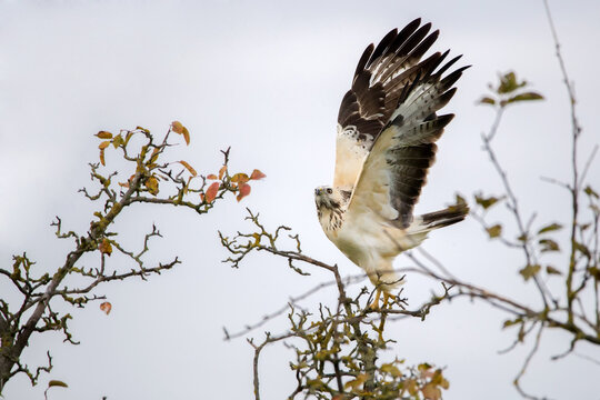 M&auml;usebussard, helle Morphe, mit erhobenen Fl&uuml;geln