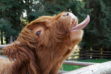 alpine cows reach out with their tongues for food in the biopark, cows reach out with their tongues for a treat
