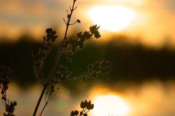 Gros plan de végétations à contre jour d'un coucher de soleil sur un des lacs de la Monnerie à...
