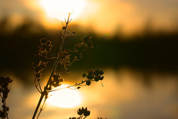 Gros plan de végétations à contre jour d'un coucher de soleil sur un des lacs de la Monnerie à...