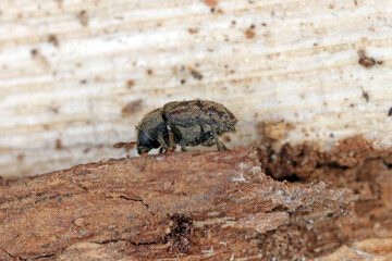 Hylesinus varius formerly fraxini is a species of weevil native to Europe - ash bark beetle. Camouflaging body coloration on tree bark.