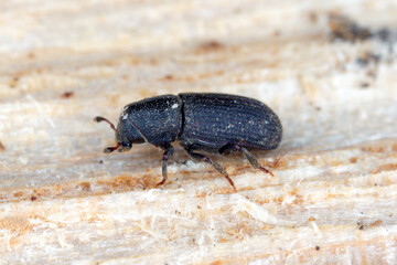 The black pine bark beetle - Hylastes ater is a species of beetle in the family Curculionidae, the...