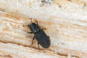 The black pine bark beetle - Hylastes ater is a species of beetle in the family Curculionidae, the true weevils. It is a bark beetle, a member of the subfamily Scolytinae, a pest of coniferous trees.