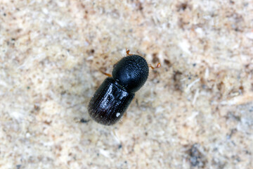 Anisandrus - Xyleborus dispar (pear blight beetle) - ambrosia beetle, female. It is a species of...