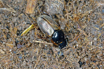 Night-flying dung beetle, Aphodius on dung.